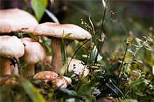 La culture hors sol des champignons ne cesse de progresser grâce à la mycorhization de plants hôtes