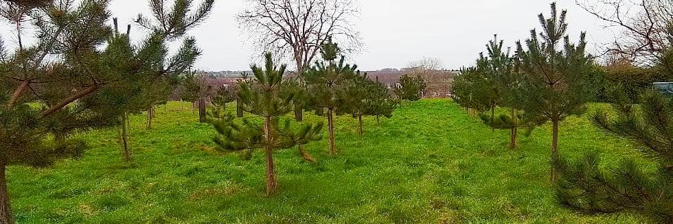 Practical guide for fungiculturists: How to make a success of your mushroom orchard ?