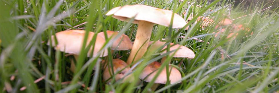 Practical guide for fungiculturists: How to make a success of your mushroom orchard ?