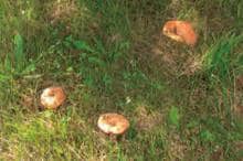 Production of delicious milkshakes on a plantation of ROBIN® MUSHROOM PLANTS