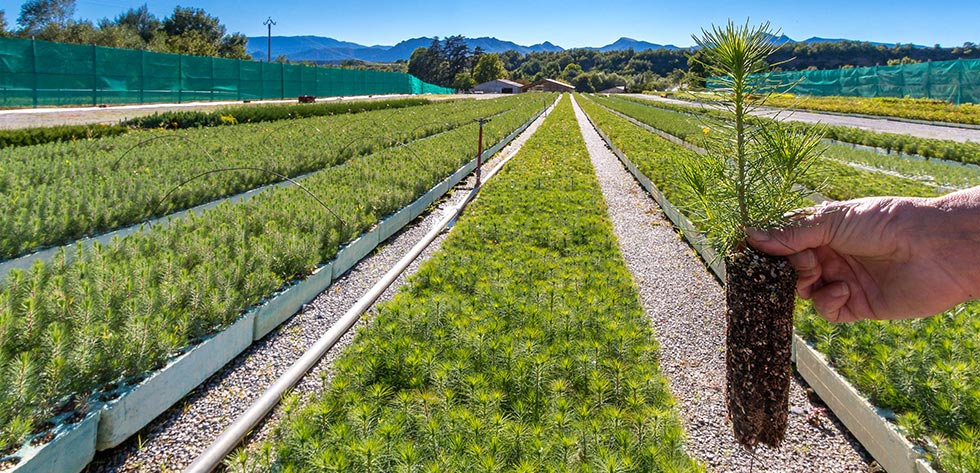 Le tazze ANTI-SCRUB di Robin Nurseries favoriscono il corretto sviluppo delle radici delle giovani piante