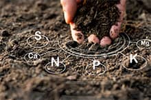 L'analisi del suolo rimane un passo preliminare essenziale per qualsiasi progetto di tartufaia.