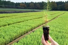 Sélection des plants de pins mycorhizés pour produire des champignons comestibles (bolets ou lactaires)