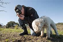 La récompense de tout le travail accompli : le cavage de la truffière à la recherche des truffes
