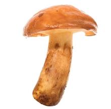 The yellow boletus