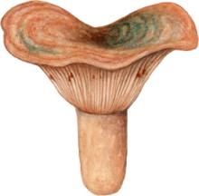 The saffron milk cap