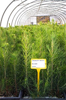 Production de sapins de Chine Cunninghamia lanceolata dans le cadre du contrat d'éducation du projet REINFORCE