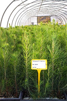 Produzione di abete cinese Cunninghamia lanceolata nell'ambito del contratto di coltivazione REINFORCE