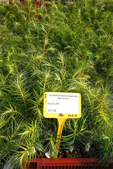 Produzione di abete cinese Cunninghamia lanceolata nell'ambito del contratto di coltivazione REINFORCE