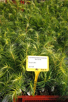 Production of Chinese fir Cunninghamia lanceolata under the education contract of the REINFORCE project