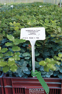 Contratto di coltivazione per 750 micorrize di Quercus Ilex con Tuber melanosporum coltivate in tazze ROBIN ANTI-CHIGNON®.