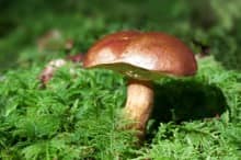 Bolet jaune obtenu à partir d'un plant champignon