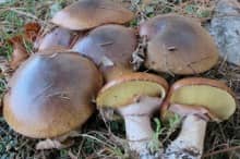 Tout savoir sur la culture des champignons (lactaires, bolets)