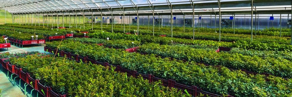 The environment preservation is at the heart of the production methods of Robin Nurseries