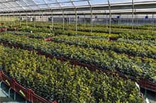 Monitoring the proper growth of our plants