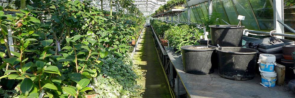 The environment preservation is at the heart of the production methods of Robin Nurseries