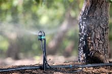 L'irrigation ou l'arrosage des truffières apparaît de plus en plus indispensable compte tenu de la répétition des étés secs.