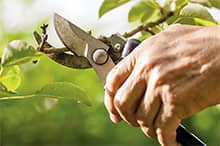La taille régulière des plants truffiers assure l'ensoleillement du sol et une stimulation du système racinaire : De quoi favoriser le bon développement des truffes.
