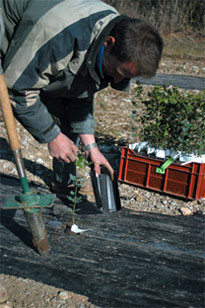 Firmly pack the soil, making sure to cover the top of the root ball by a few cm