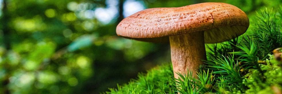 Volete iniziare a coltivare funghi commestibili?