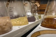 La mycorhization contrôlée dans le laboratoire des Pépinières Robin