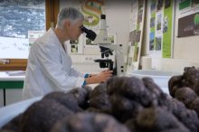 Final check of a mycorrhized plant in the laboratory