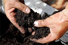 The success of a truffle orchard depends on a soil analysis to confirm its compatibility with truffle growing