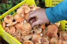 Production and harvesting of edible mushrooms (here milk caps)