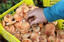 Production et récolte de champigons comestibles (ici des lactaires)