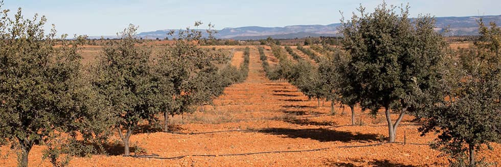 Do you want to plant a truffle farm? How to succeed ?