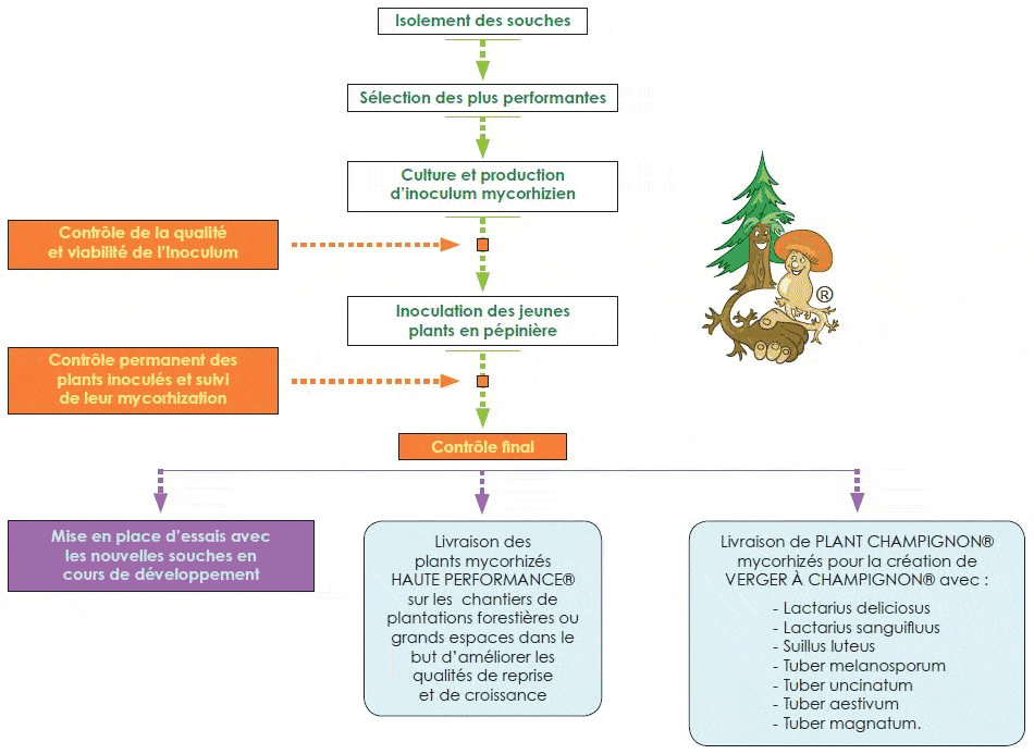 Les différentes étapes de la mycorhization contrôlée d'un plant truffier