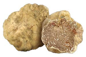 la truffe blanche d'Alba et son peridium blanc et lisse