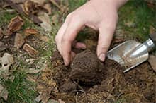 Cavage d'une truffe noire arrivée à maturité