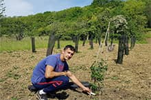 Plantation de plants truffiers mycorhizés pour produire de la truffe noire