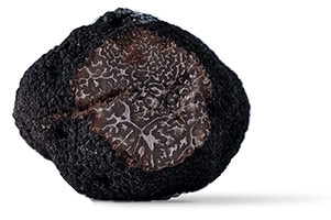 La truffe noire Extra, tuber melanosporum qui est le joyau de la région