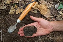 Le plaisir de déterrer et découvrir une truffe noire