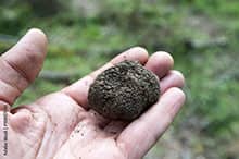 La taille de la truffe noire ne définit pas sa puissance ou son goût