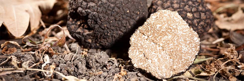 The summer truffle from its farming to its tasting