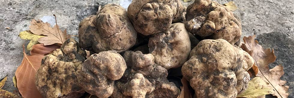 Épice en poudre de truffe, à la truffe blanche (tuber magnatum pico),  zigante, 50 grammes, Un verre