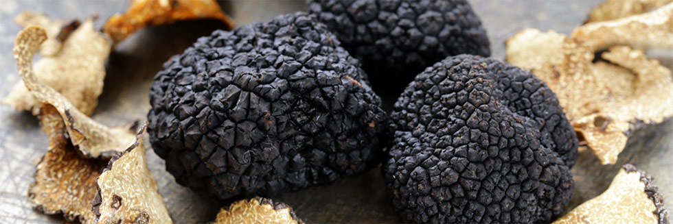 The black truffle from its culture to its tasting