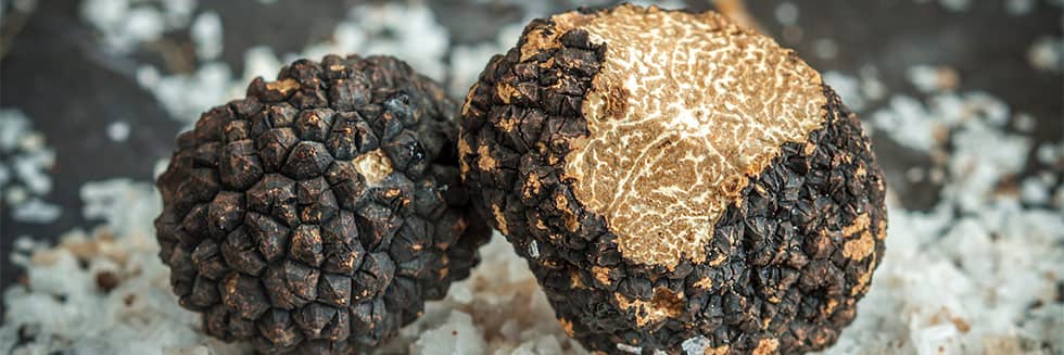 The Burgundy truffle from its culture to its tasting