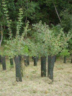 AZF Tolosa Yard Sorbus domestica (Sorbus domestica) HIGH PERFORMANCE® endomicorrize a 4 anni dalla piantagione.  Le piante avevano un anno di età in Robin ANTI-CHIGNON® e misuravano 20 cm o più durante la semina.