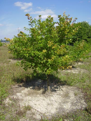 Quercia di tartufo bianco CHAMPION Quercus pubescens che ha dato il suo primo tartufo a 5 anni
