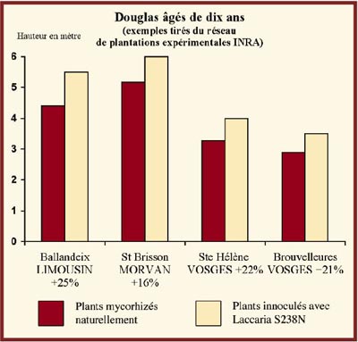 10-year-old Douglas trees (examples from the INRA experimental planting network (Invert the 2 color squares and the legend under the graph)