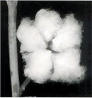 Le fruit du coton est une capsule à cinq loges. On voit cinq masses d’ouate formées par l’enchevêtrement des fibres des graines.