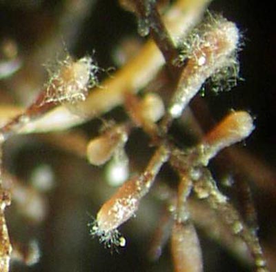 Mycorhizes ambrées à brun noisette avec mycélium externe ambre clair plus ou moins abondant suivant les conditions d’humidité