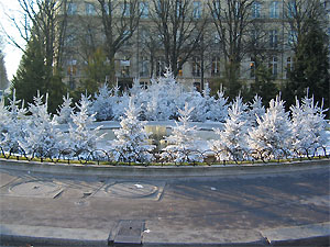 Rond point des Champs Elysées : Sapins de Noël floqués blancs produits et livrés par ROBIN Pépinières dans le cadre du marché de fourniture passé avec la ville de Paris (2).