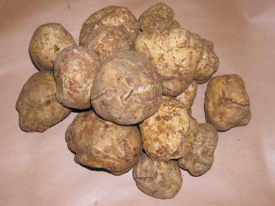 Tuber Magnatum Tuber Magnatum