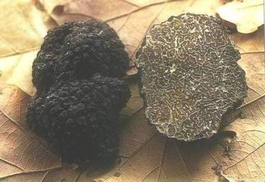 tuber uncinatum swiss anti aging