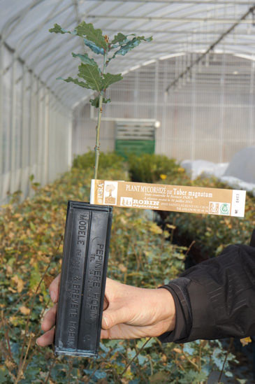 Chêne Truffier (Quercus pubescens) mycorhizé avec Tuber magnatum, âgé de 1 an, élevé en godet Robin ANTI-CHIGNON® R430 cm3 Chêne Truffier (Quercus pubescens) mycorhizé avec Tuber magnatum, âgé de 1 an, élevé en godet Robin ANTI-CHIGNON® R430 cm3